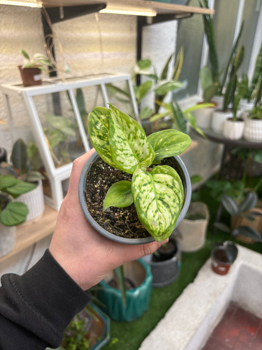 Aglaonema Commutatum Eileen