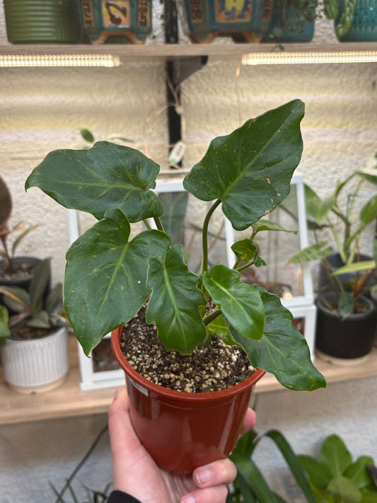 Philodendron Xanadu