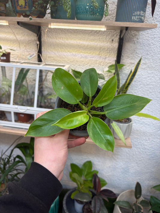 Philodendron  Lemon