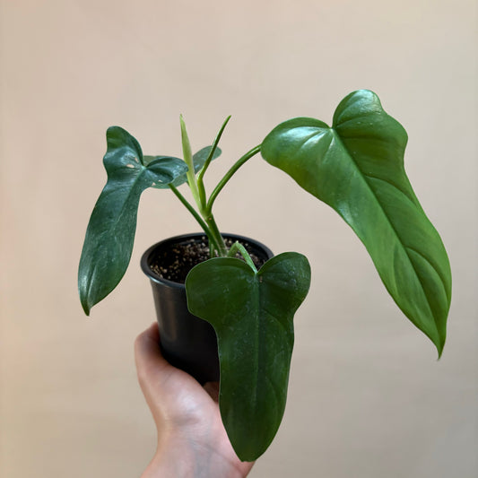 Philodendron Panduriforme – Elegancia tropical en forma de violín 🎻🌿