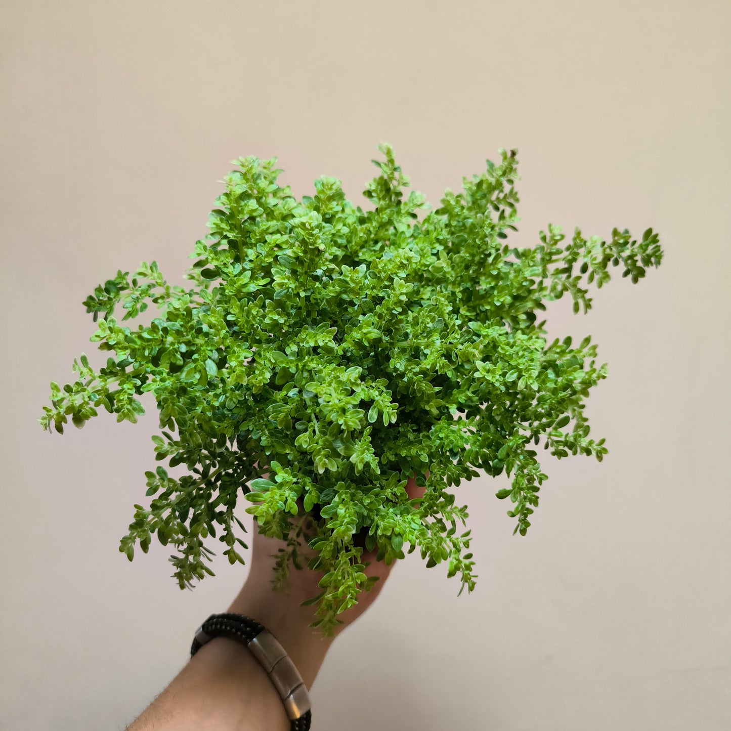 Helecho Arroz Variegado – La Planta Tapizante de Crecimiento Rápido