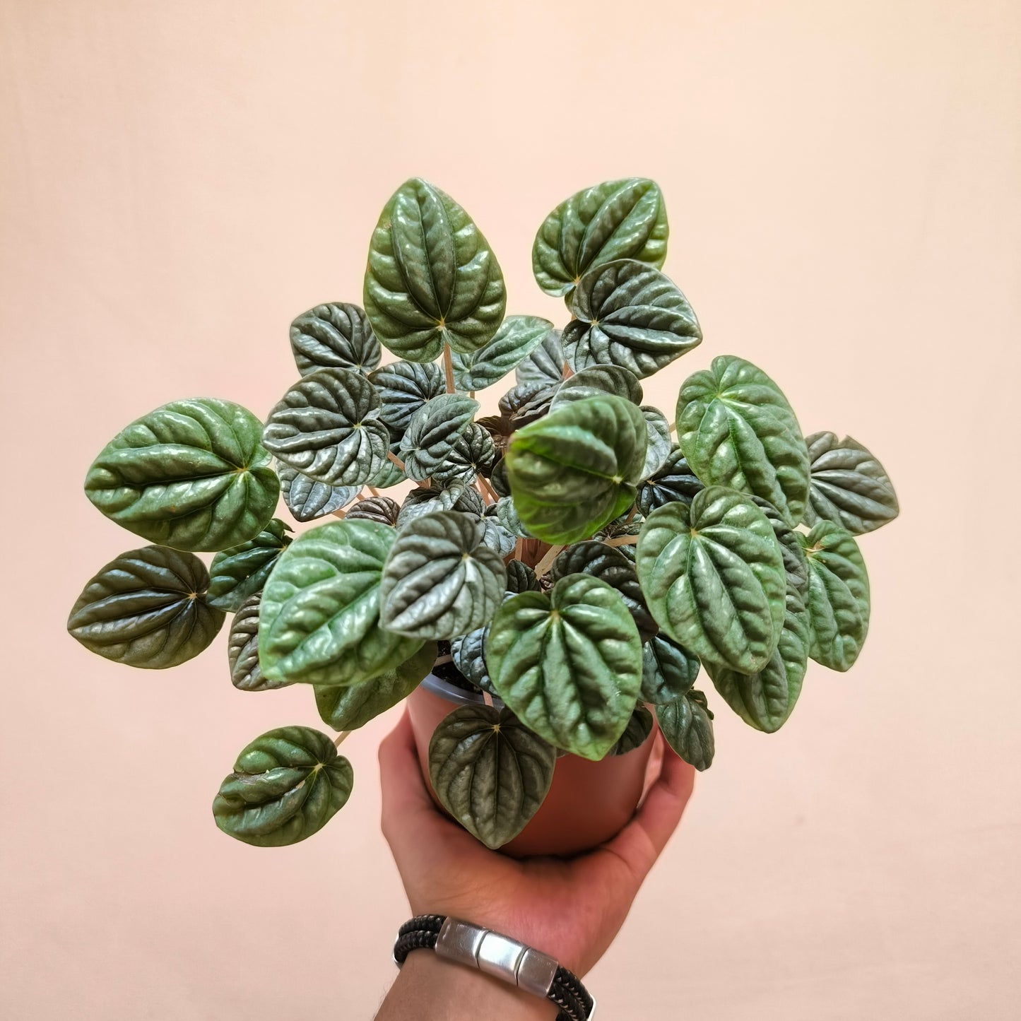 Peperomia Caperata