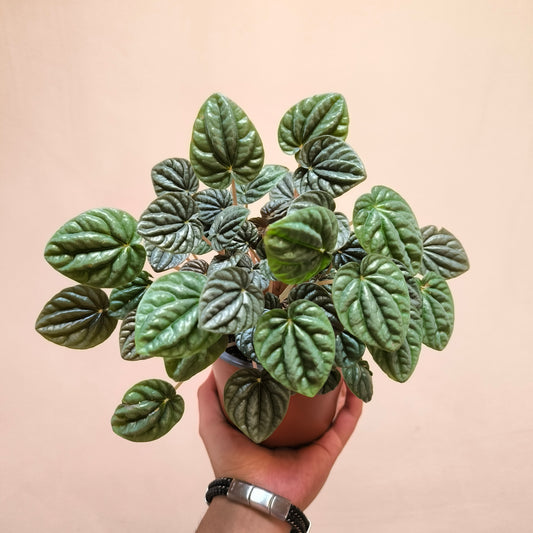 Peperomia Caperata