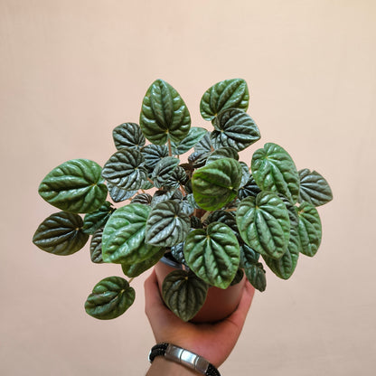 Peperomia Caperata