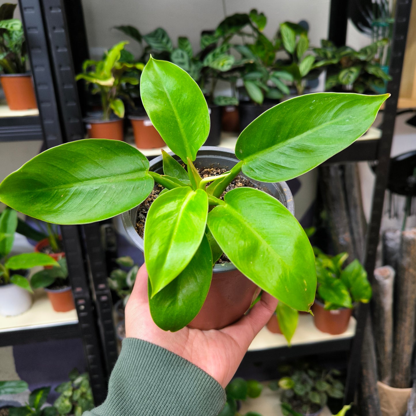 Philodendron Golden Lemon – Luz tropical en cada hoja 💛🌿