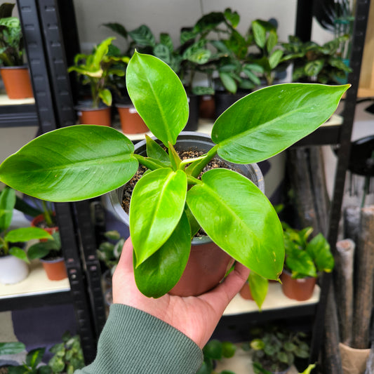 Philodendron Golden Lemon – Luz tropical en cada hoja 💛🌿