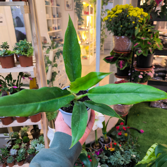 Philodendron 'Pluto' – Follaje escultural con tonos verde intenso 🌿