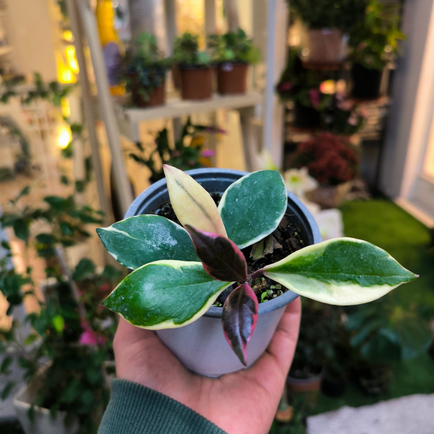 Hoya Krimson Queen – Belleza variegada que roba miradas 🌸🌿