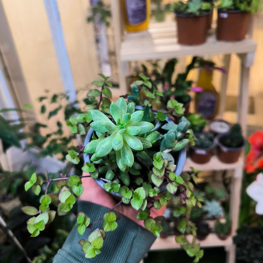 Mix de Suculentas – Diversidad y encanto en cada hoja 🌵🌈