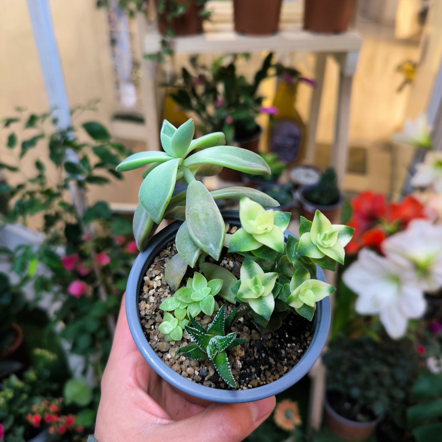 Mix de Suculentas – Diversidad y encanto en cada hoja 🌵🌈