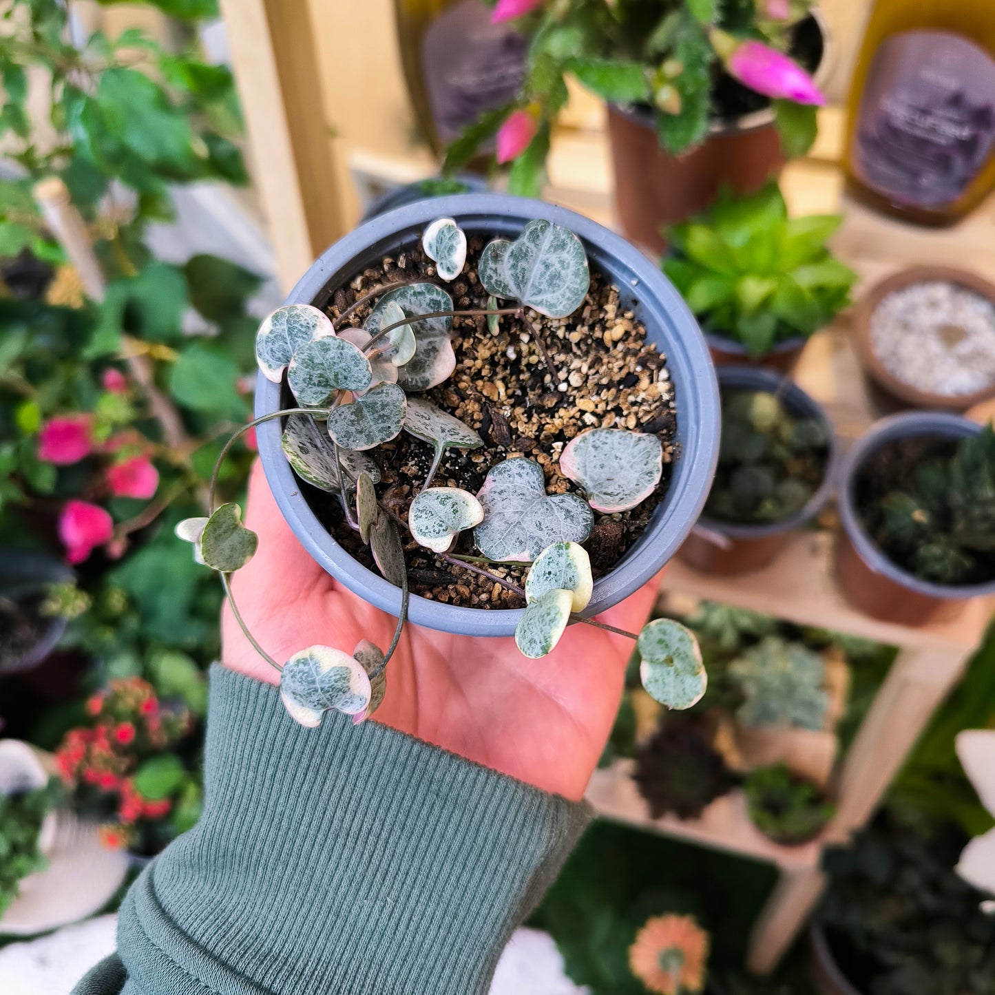 Ceropegia Woodii Variegada – Corazones con un toque de magia 💖🌿