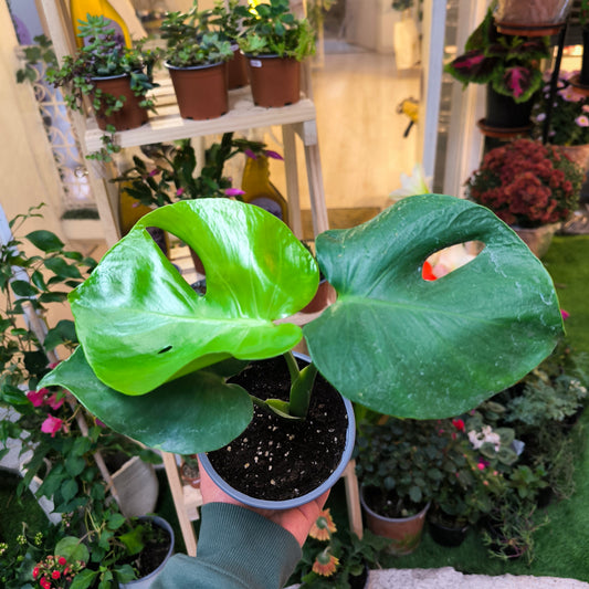 Monstera Deliciosa