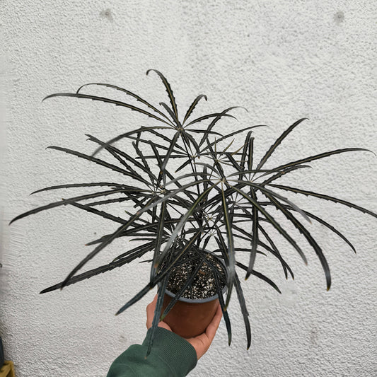 Aralia Elegantísima – Follaje Exótico y Distinción en tu Hogar 🌿🖤