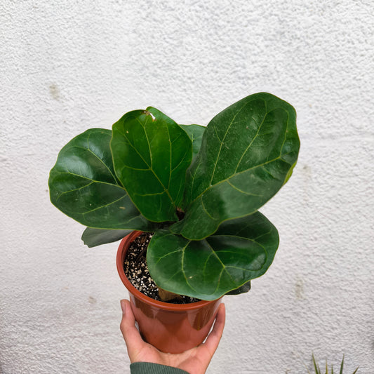 Ficus Lyrata – La planta de interior más icónica y elegante 🌿🎻