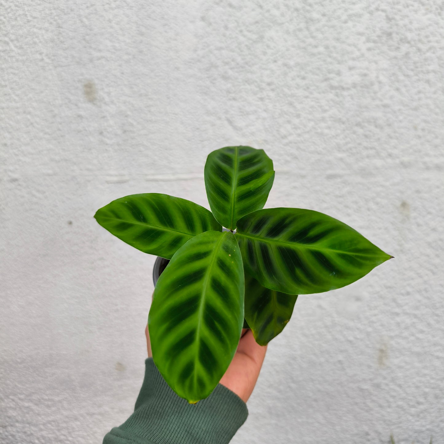 Calathea Zebrina – La Elegante Planta Cebra