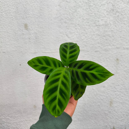 Calathea Zebrina – La Elegante Planta Cebra