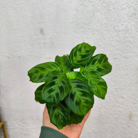 Calathea Cat-Mustache – Exótica, elegante y con un toque felino 🐾🌿