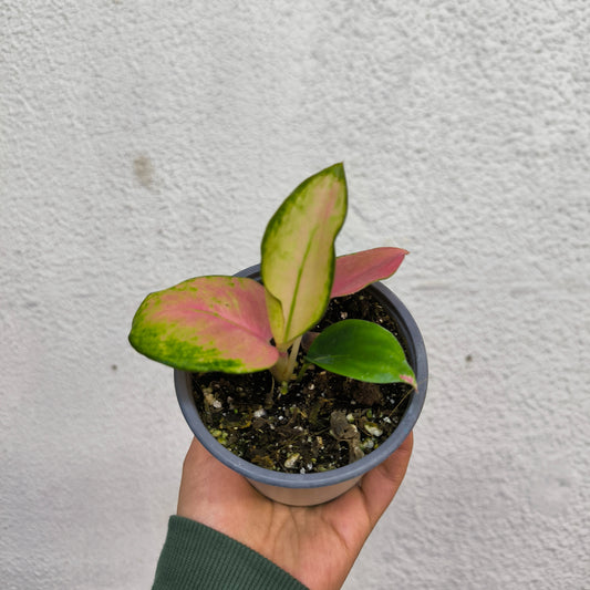 Aglonema China Red