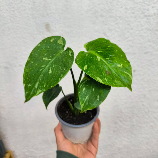 Monstera Thai Constellation – Una estrella tropical en tu colección 🌟🌿