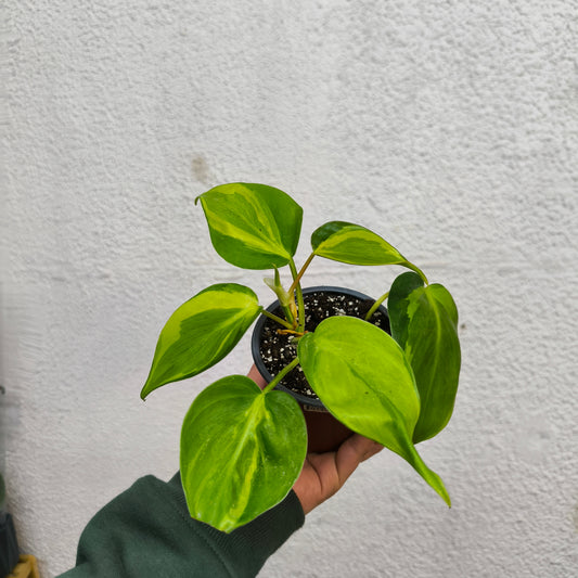 Philodendron Brasil – Un clásico tropical con acento brasileño 💚💛