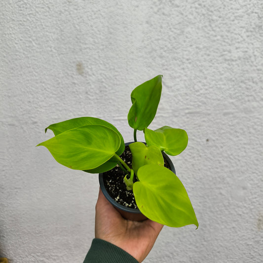 Philodendron Cordatum Lemon – Un rayo de sol en tu espacio 🌞💚