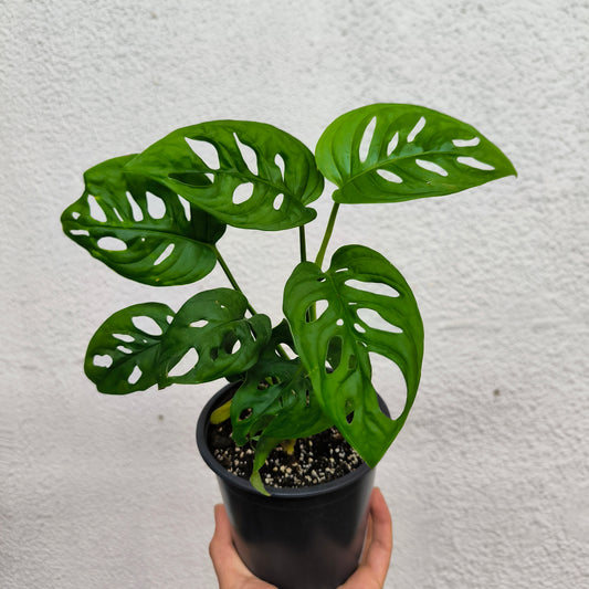 Monstera Friedrichsthalii – Elegancia tropical con perforaciones únicas 🌿🧀