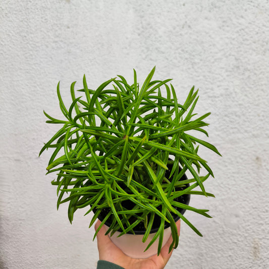 Peperomia Nevada – Geometría natural en una planta compacta 🌿✨