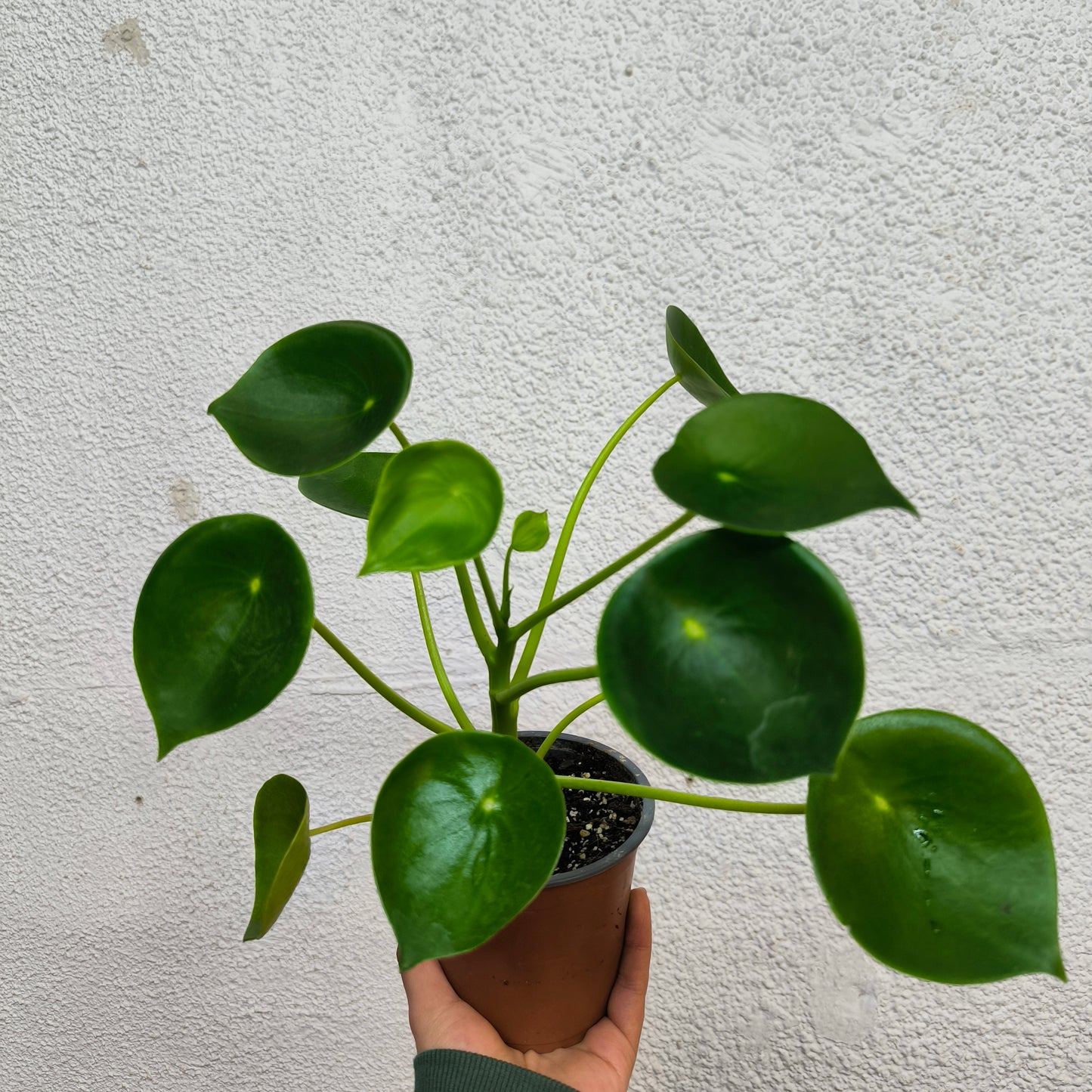 Peperomia Cucharita – Brillo, forma y carácter en una sola planta 🍃💧