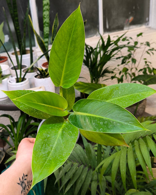 Philodendron Imperial Green