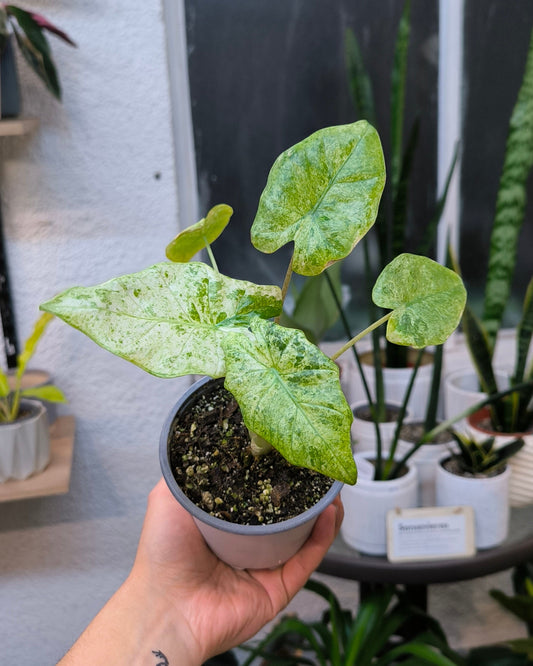 Alocasia Batik Variegada