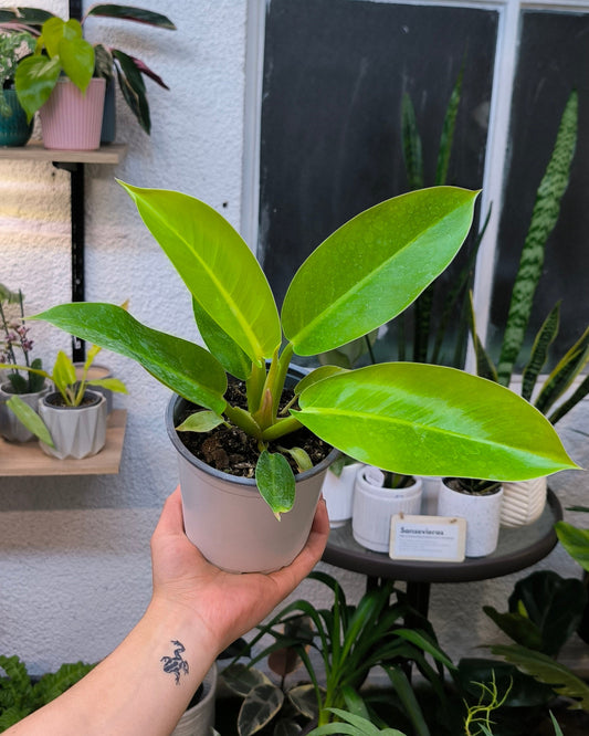 Philodendron Imperial Golden