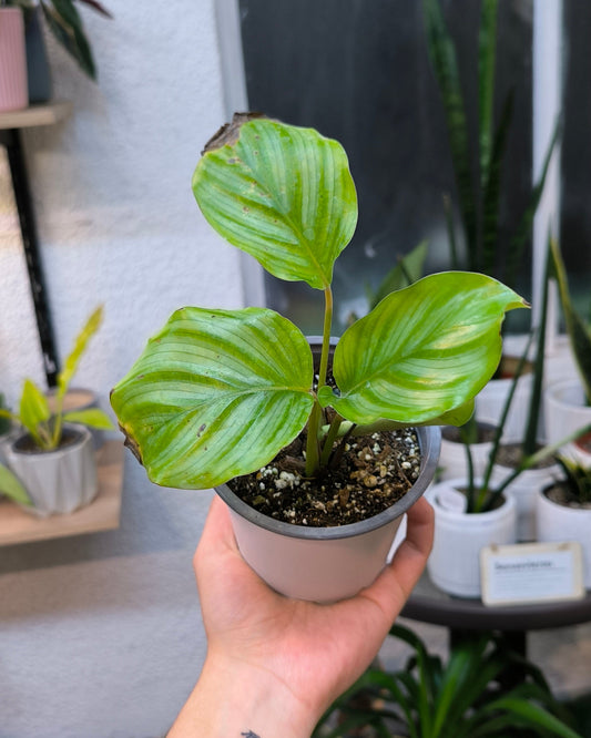 Calathea Orbifolia