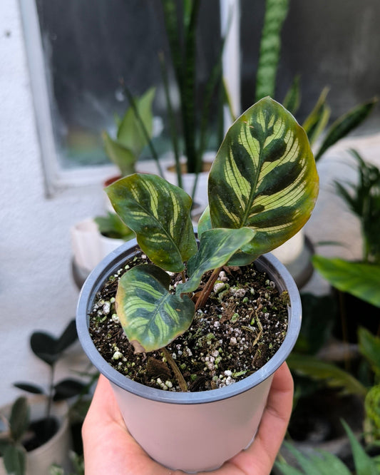 Calathea Makoyana
