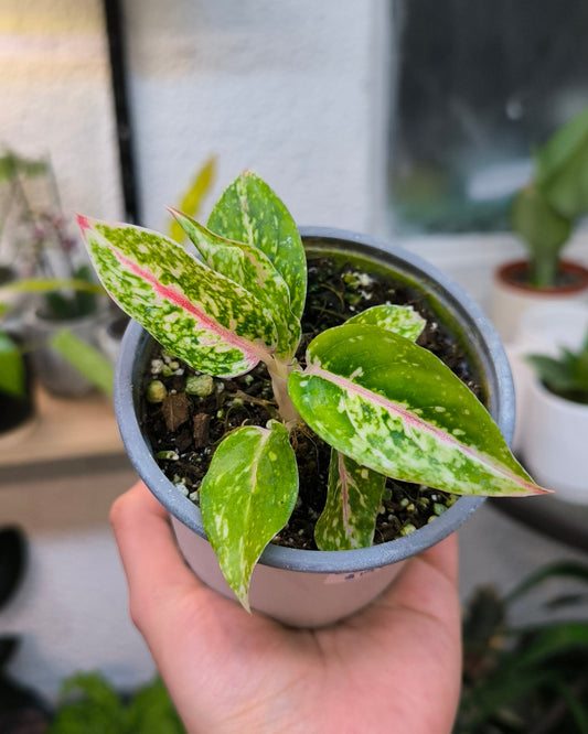 Aglaonema Commutatum Night Sparkle