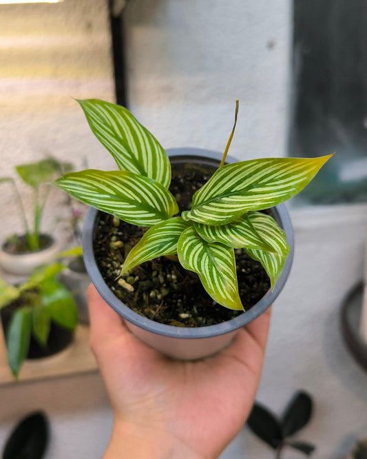 Calathea Vittata
