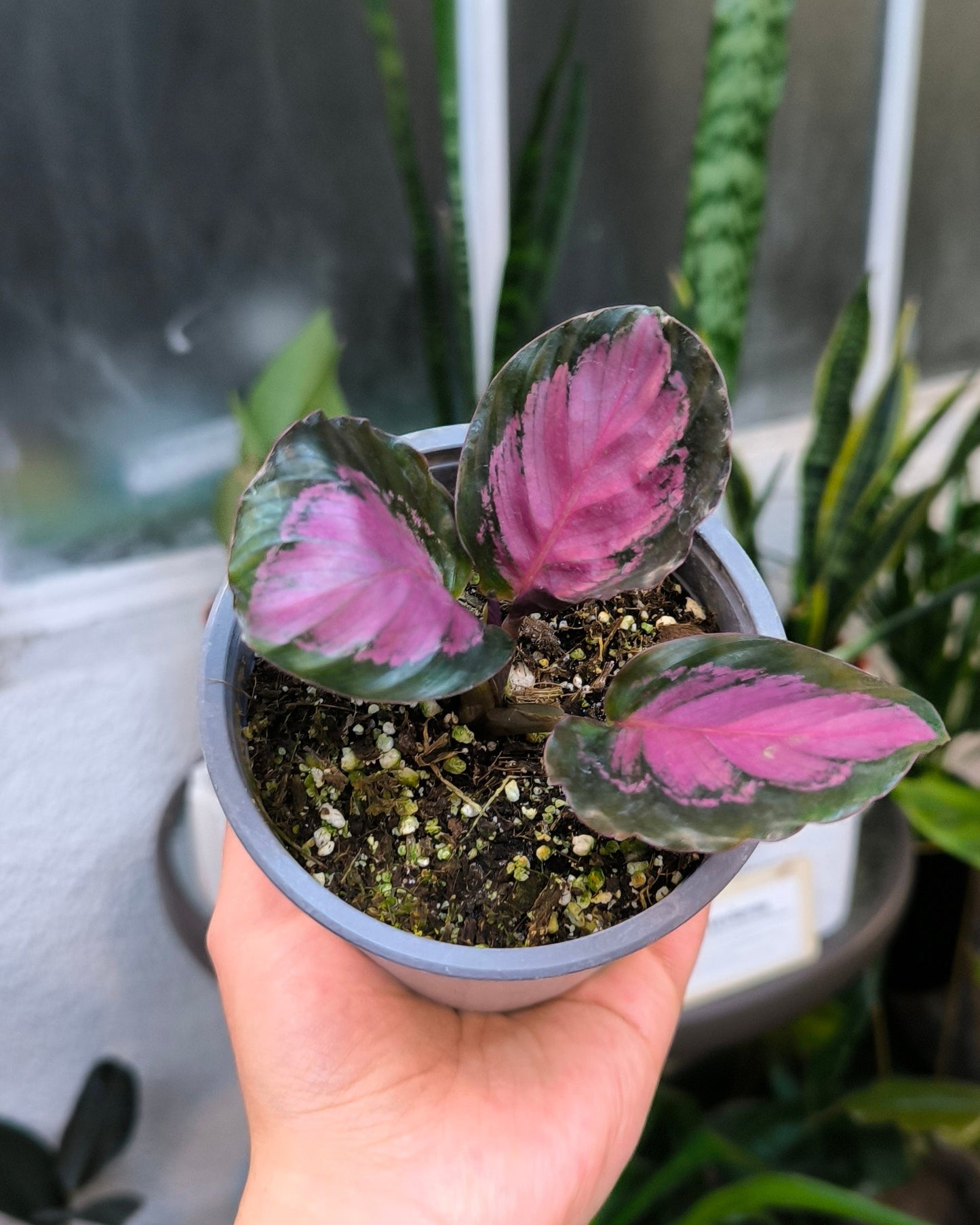 Calathea Picturata Crimson