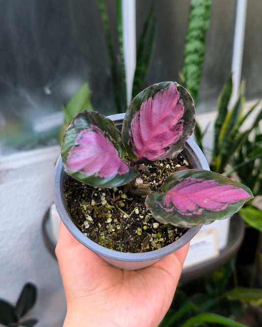 Calathea Picturata Crimson