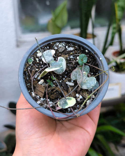 Ceropegia Woodii Variegada