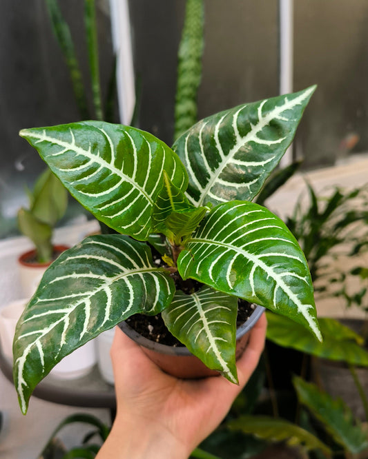 Afelandra