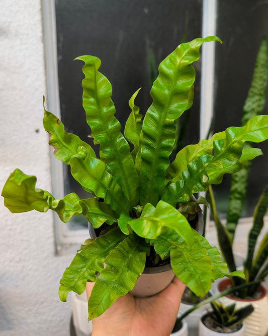 Asplenium Nidus Crispy Wave