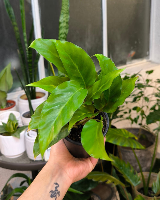 Calathea Louisae