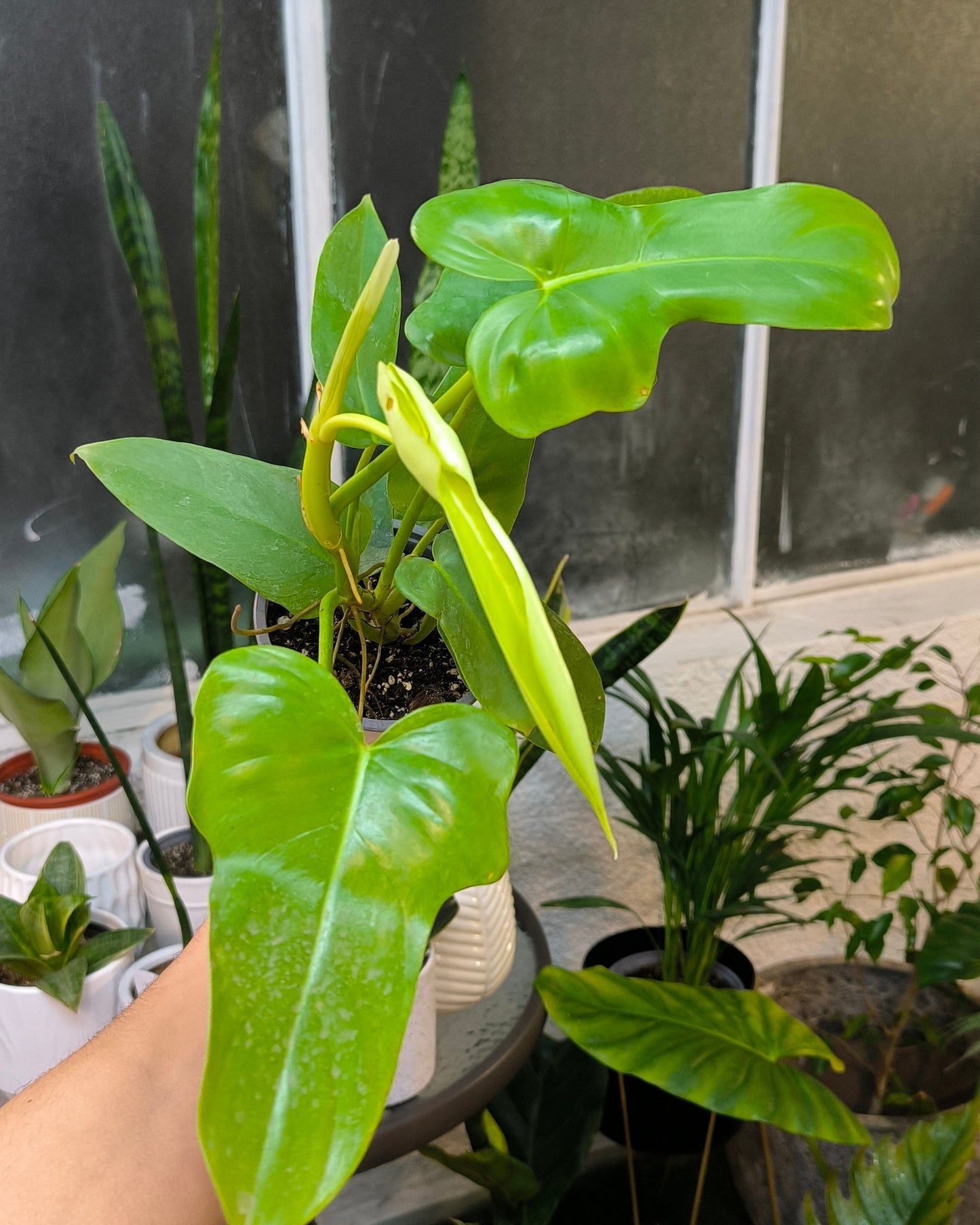 Philodendron Bipennifolium Aurea
