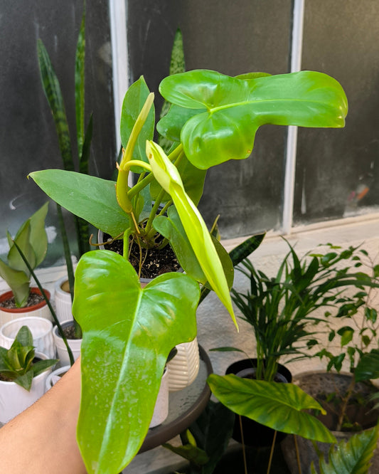 Philodendron Bipennifolium Aurea