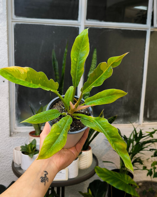 Philodendron Ring of Fire Variegado