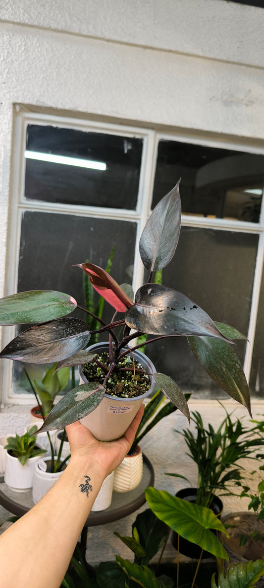Philodendron Pink Princess