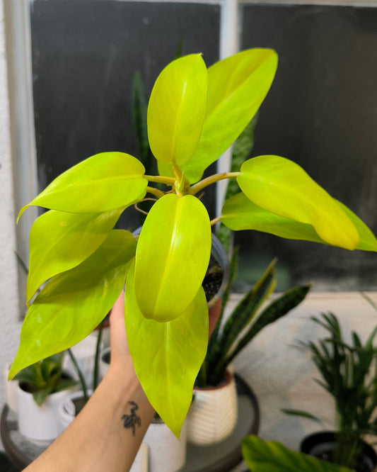 Philodendron Malay Gold