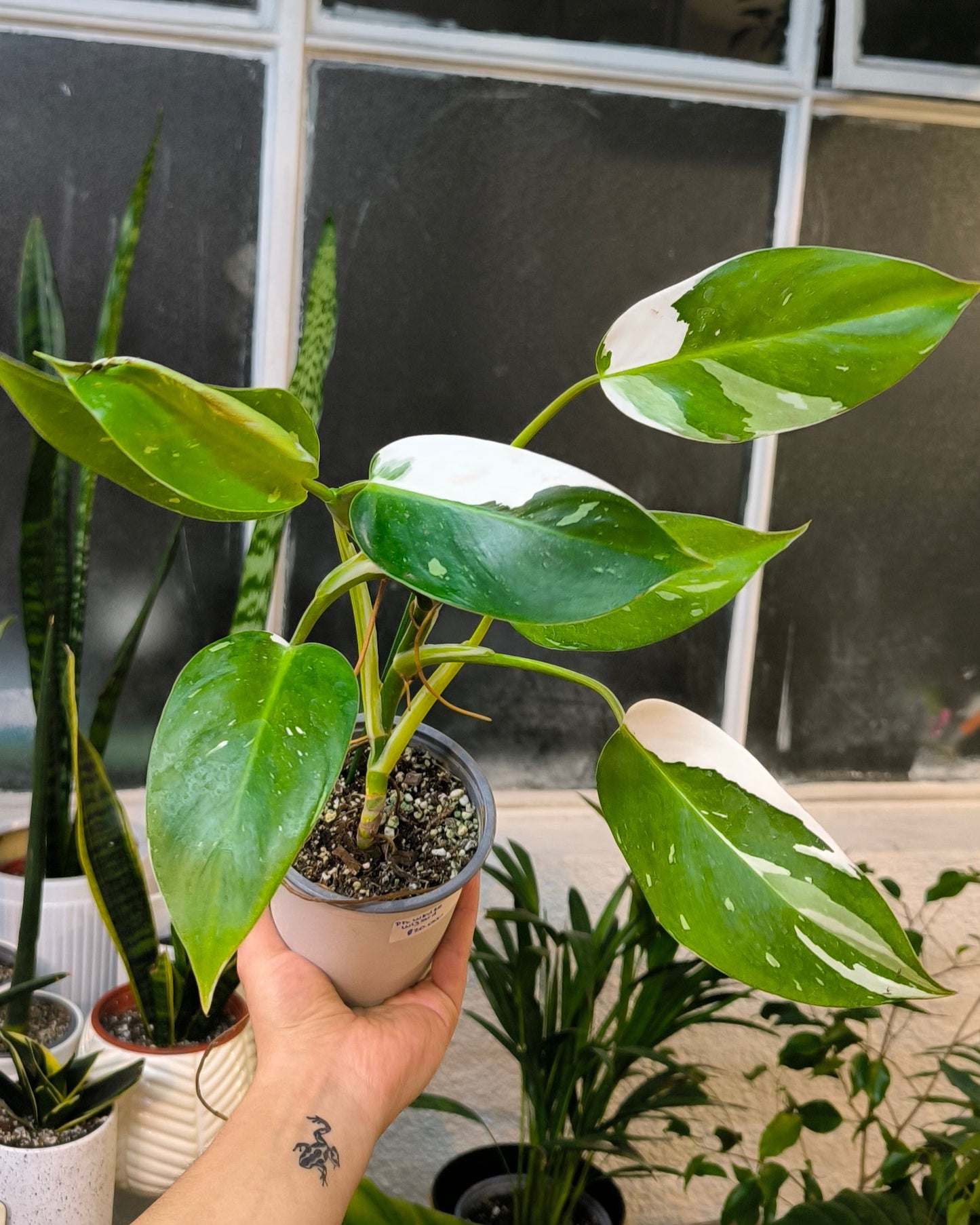 Philodendron White Wizard