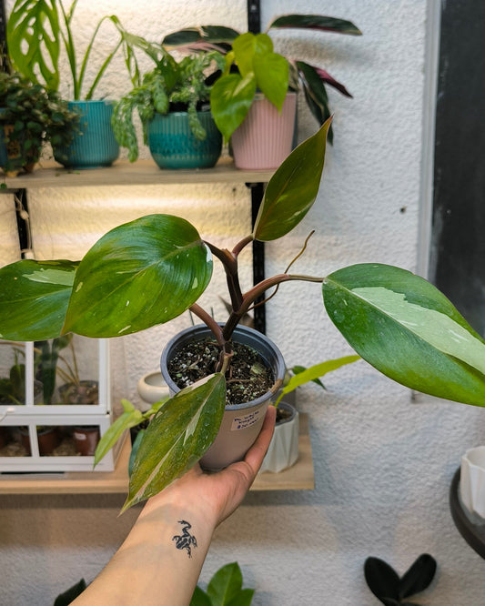 Philodendron White Knight