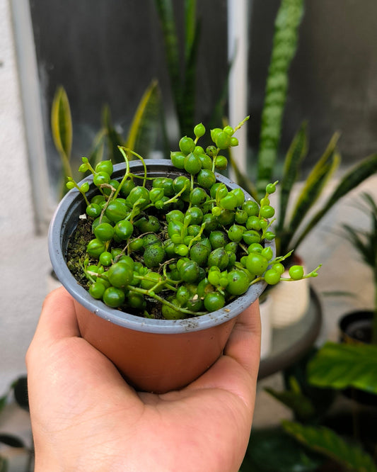 Senecio Rowleyanus (Rosario)