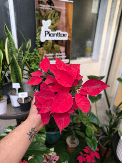 Poinsettia - Flor de Navidad